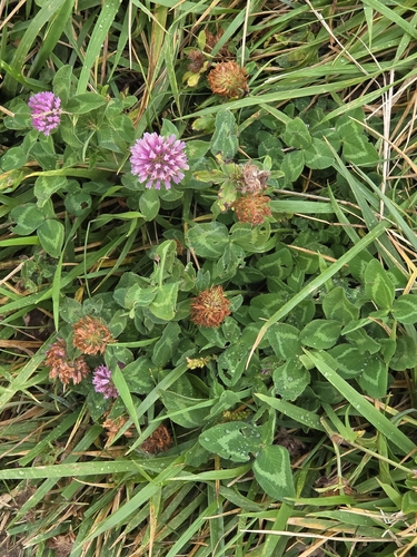 Red Clover