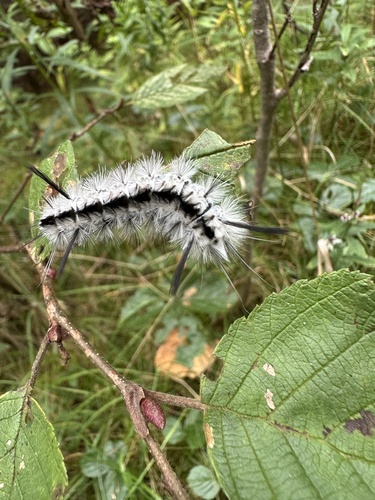Hickory Tussock Moth