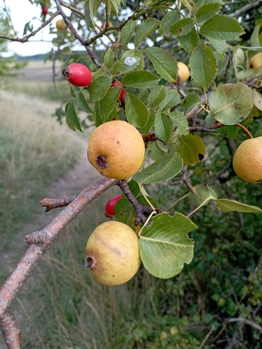 Common Pear