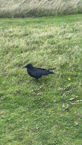 Carrion Crow