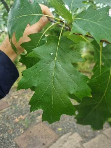 northern red oak