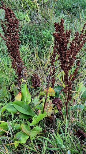 Rumex confertus, photograph 5