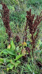 (c) Анна Митрошенкова, some rights reserved (CC BY) Rumex confertus, photograph (c) Анна Митрошенкова, some rights reserved (CC BY)