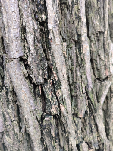 Mediterranean Acrobat Ant