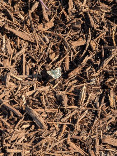 Common Checkered-Skipper