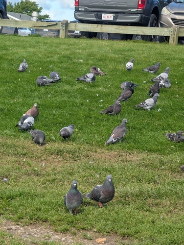 Feral Pigeon