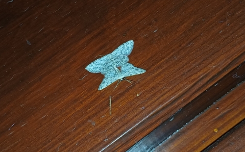 Idaea camparia