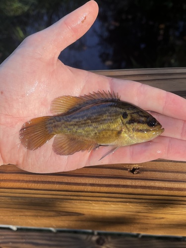 Mud Sunfish