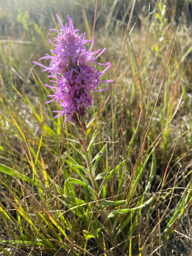 dotted gayfeather