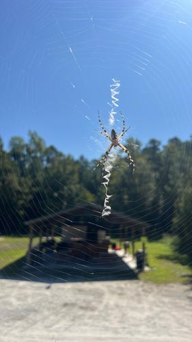 Yellow Garden Spider