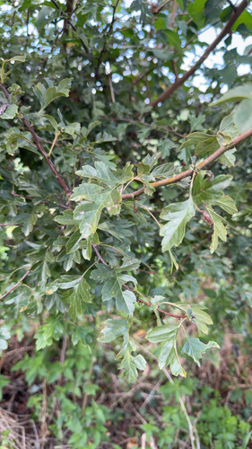 common hawthorn