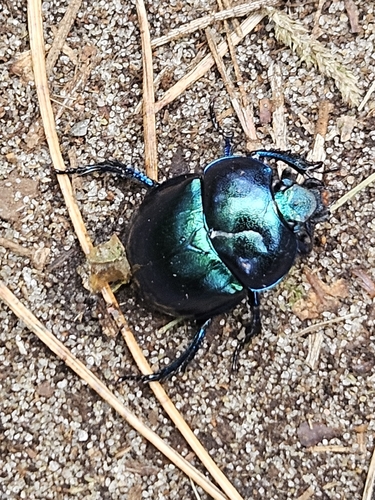 Springtime Dung Beetle