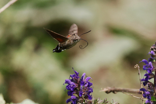 Eurasian Hummingbird Hawkmoth