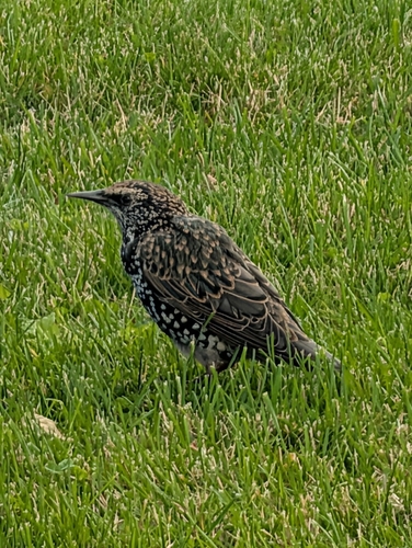 European Starling