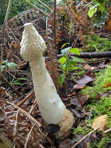 common stinkhorn