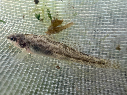 Cypress Darter