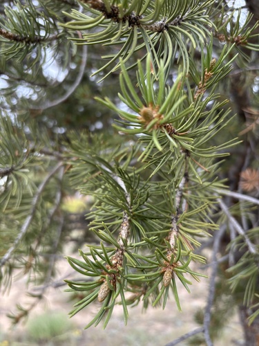 Colorado Pinyon