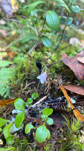 Twinflower