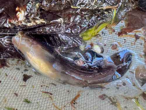 Tadpole Madtom