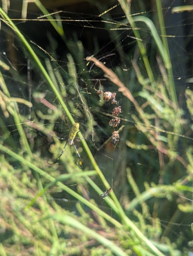 Joro Spider
