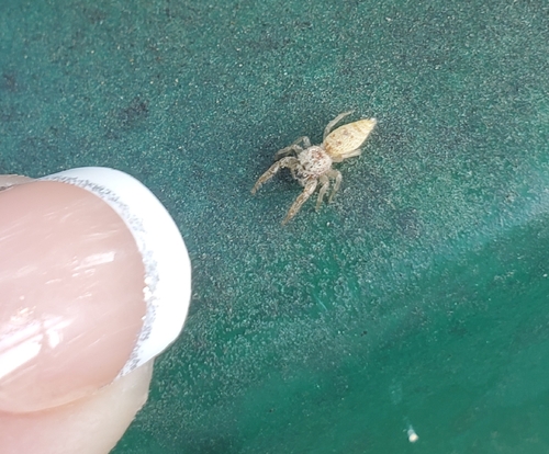 Common Hentz Jumping Spider