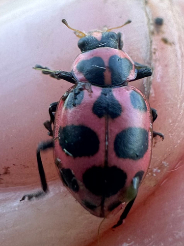 Spotted Pink Lady Beetle