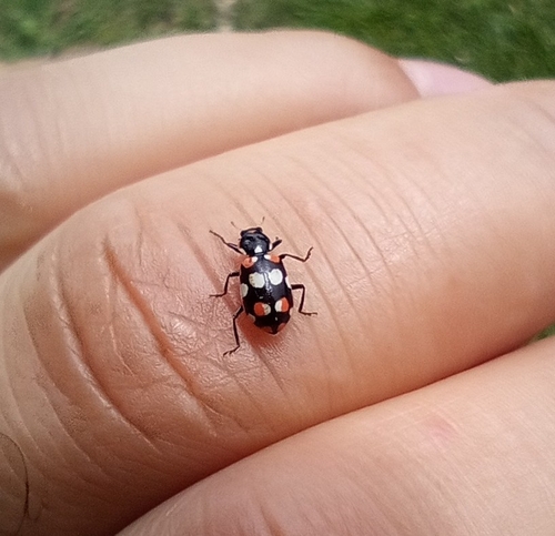 Eriopis connexa