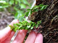 Tmesipteris lanceolata