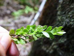 Tmesipteris lanceolata