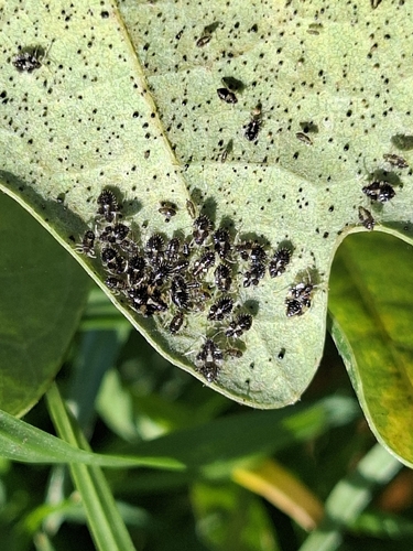 oak lace bug