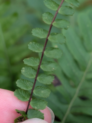 maidenhair spleenwort