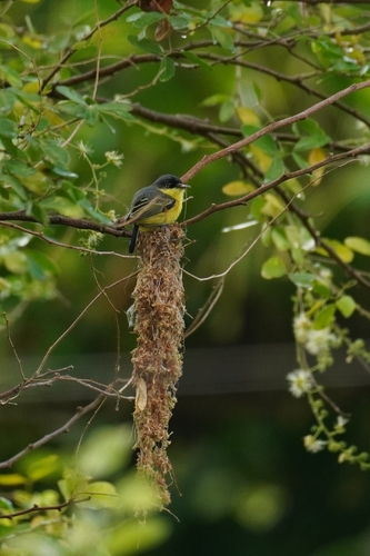 Common Tody-Flycatcher