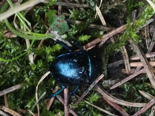 Woodland Dor Beetle