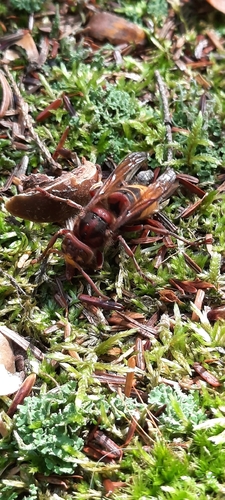 European Hornet