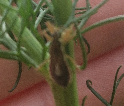 Broad Damsel Bug