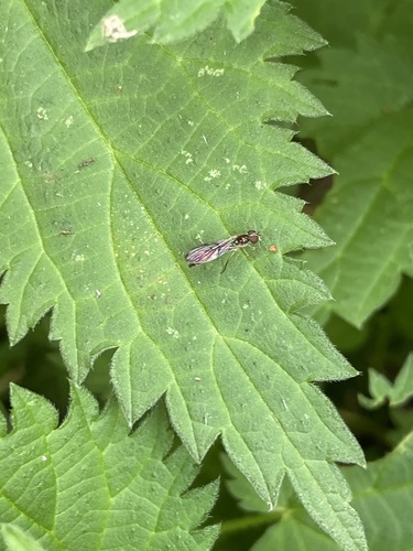 Common Dainty