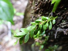 Tmesipteris lanceolata