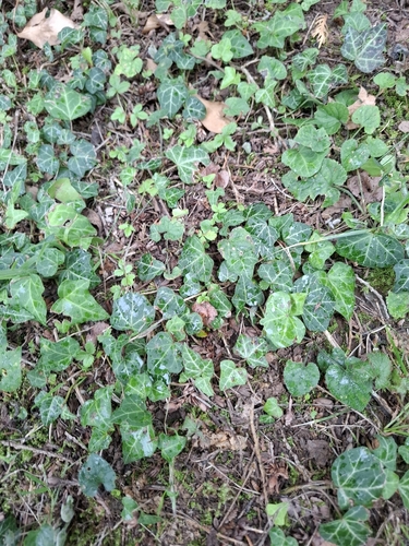 common ivy