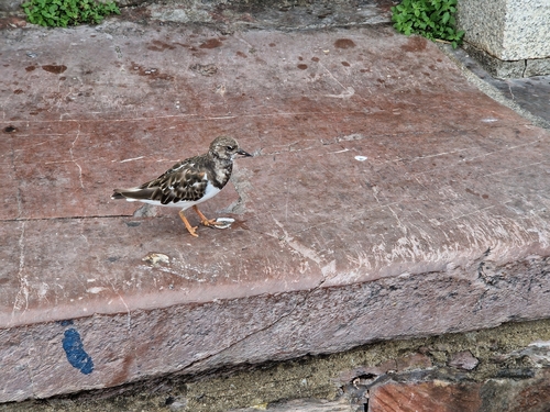 Ruddy Turnstone
