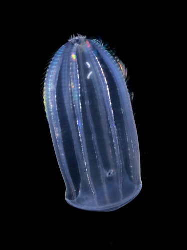 Beroe gracilis