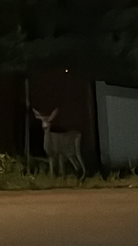 Mule Deer