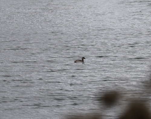 Eared Grebe
