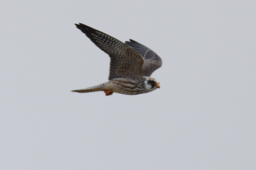 Red-footed Falcon