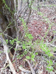 Libidibia sclerocarpa