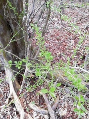 Libidibia sclerocarpa