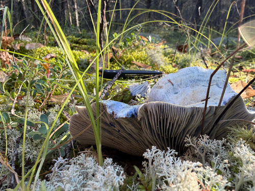 indigo milk cap
