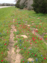 Phlox drummondii drummondii