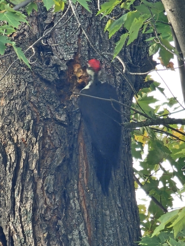 Pileated Woodpecker