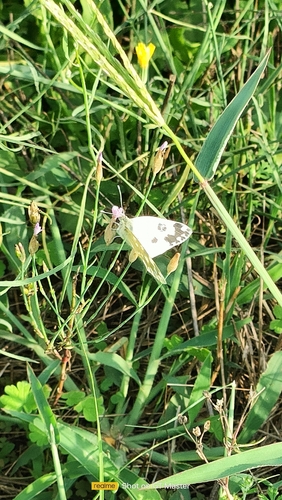 Eastern Bath White