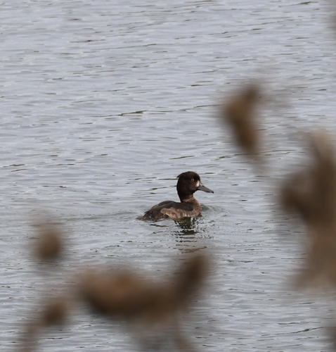 Tufted Duck